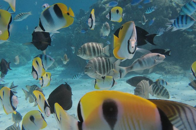 Half day Snorkeling Shared Boat Tour in Bora Bora - Stop one: manta rays at a natural cleaning station
