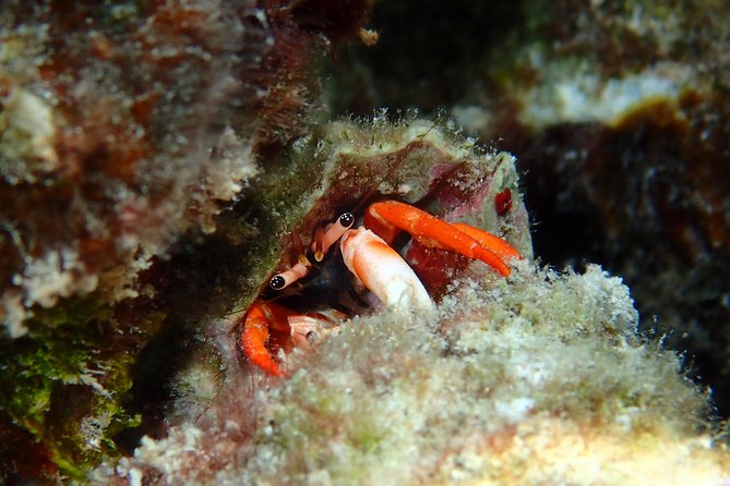 Half day Snorkeling Shared Boat Tour in Bora Bora - Stop four: a bonus chosen that morning
