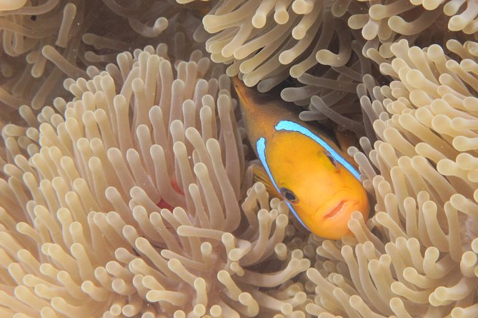 Half day Snorkeling Shared Boat Tour in Bora Bora - Guides, safety, and the small-group feel