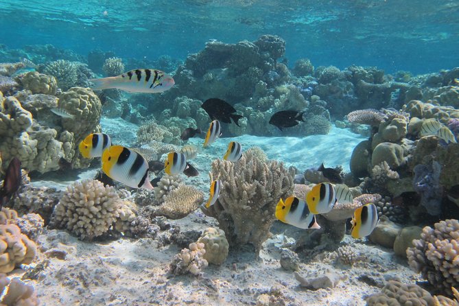 Half day Snorkeling Shared Boat Tour in Bora Bora - The boat ride from Vaitape to the lagoon