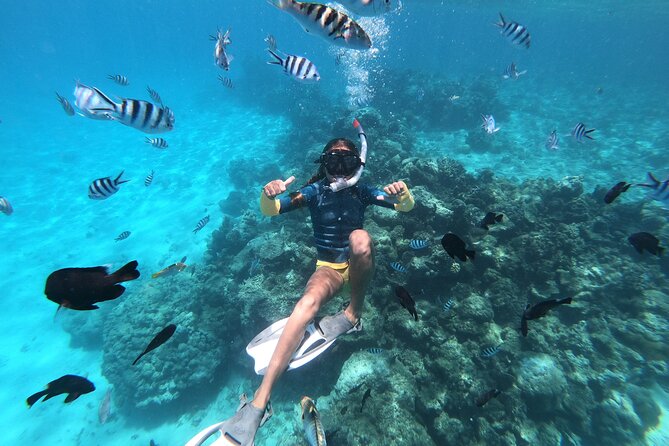 Half-Day Snorkeling Tour in Tahiti - Dolphins first, then the reef