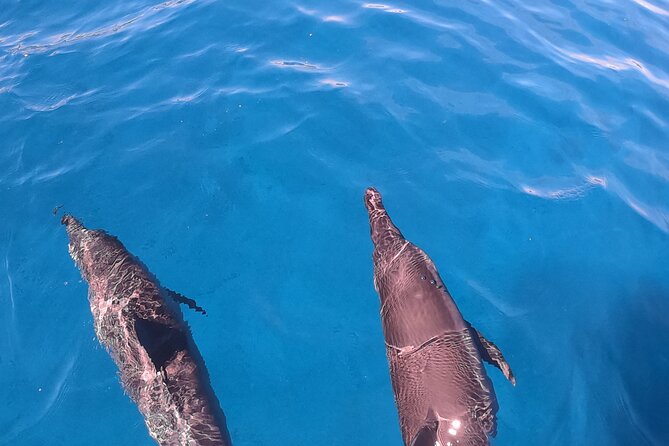 Half-Day Snorkeling Tour in Tahiti - What is included, and what is not