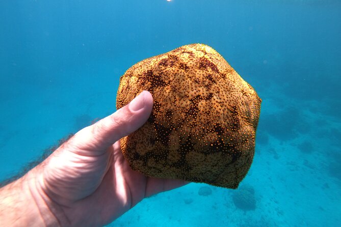 Half-Day Snorkeling Tour in Tahiti - Is the boat suitable for everyone?