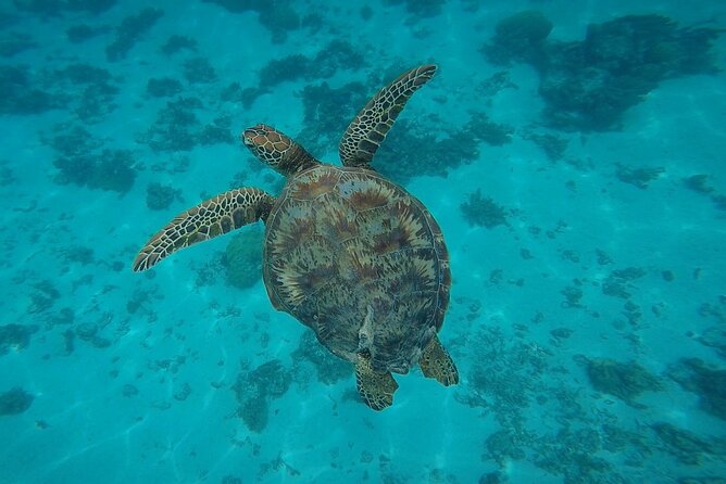 Half Day Tour lagoon discovery marine fauna flora small group - What the six-person limit is worth