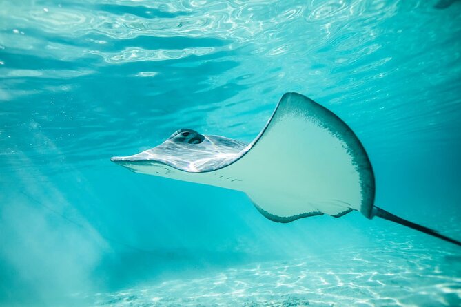 Half Day Tour lagoon discovery marine fauna flora small group - Stop one: stingrays and blacktip reef sharks