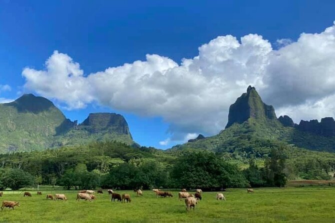 Half-Day Tour of Moorea Island in a Small Group - Pineapple and tropical fruit at the agricultural school
