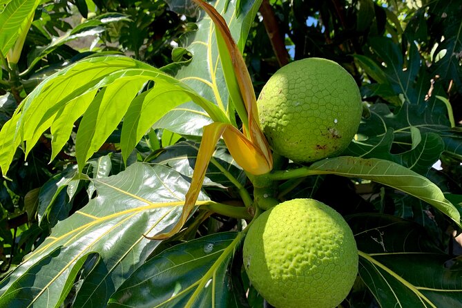Half-Day Tour of Moorea Island in a Small Group - The vehicle question: 4x4 comfort or open-air adventure