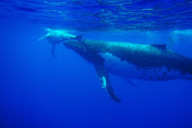 Half day whale tour 4h00 - Moorea’s humpbacks are the real attraction