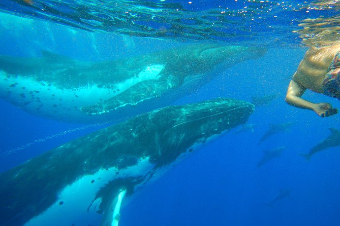 Half day whale tour 4h00 - What the four-hour outing includes