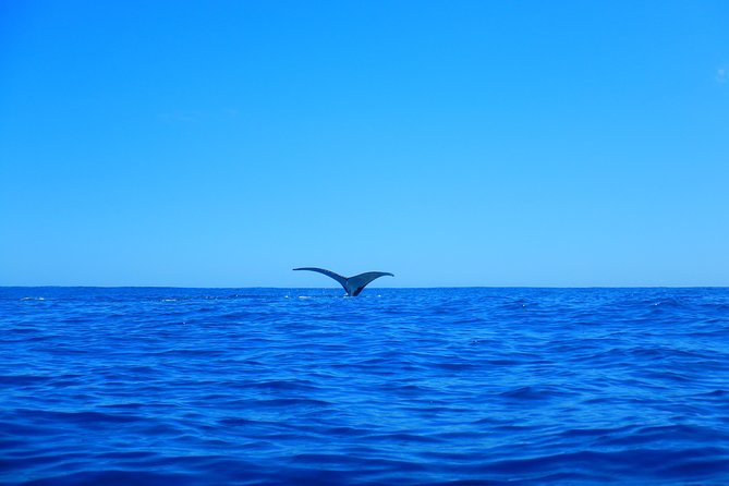 Half day whale tour 4h00 - The whale swim is exciting, but it is not easy