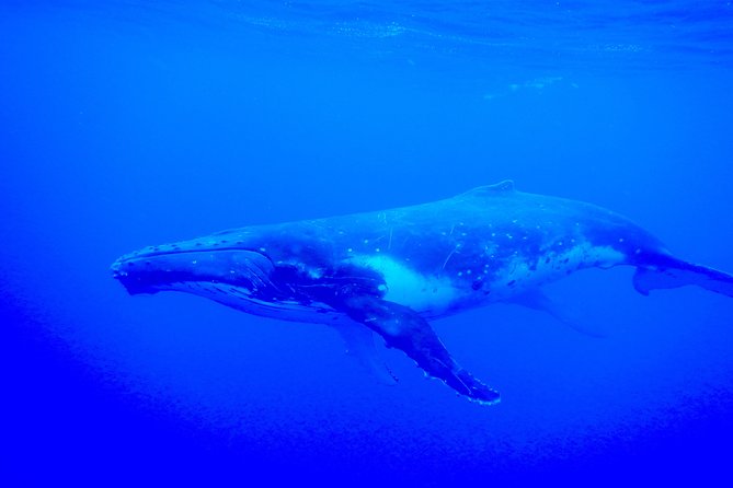 Half day whale tour 4h00 - Sea conditions and safety deserve careful thought