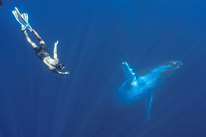 Half Day Whale Watching in a Small Shared Group - Swimming near a singing whale