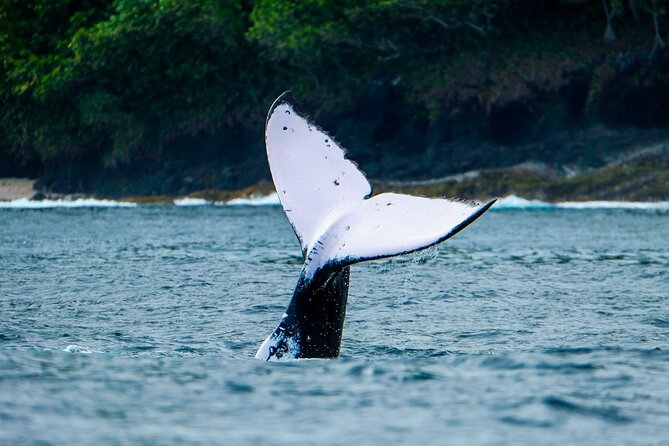 Half Day Whale Watching in a Small Shared Group - A reef stop, turtles, and time to slow down