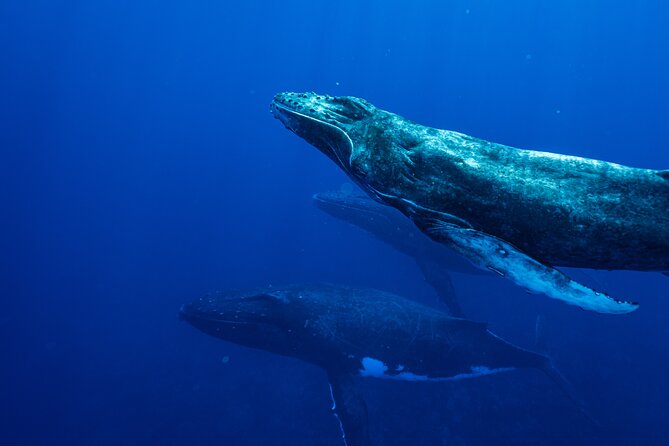 Half Day Whale Watching in a Small Shared Group - Who will enjoy this outing most