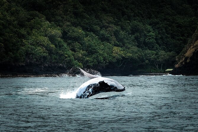 Half Day Whale Watching in a Small Shared Group - From Arue Stadium to the open water