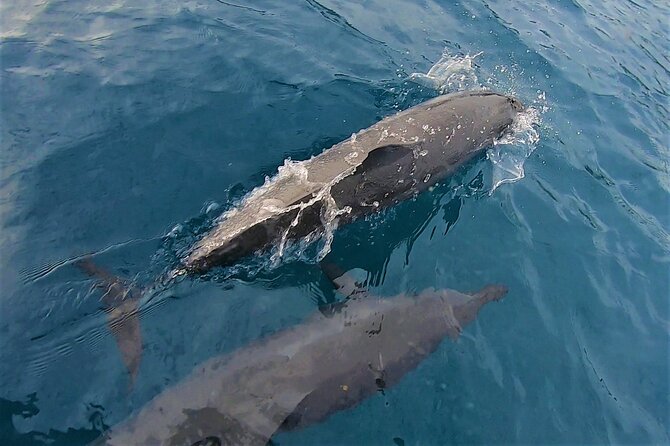 Half day whale watching - Without launch - Why a private booking changes the value