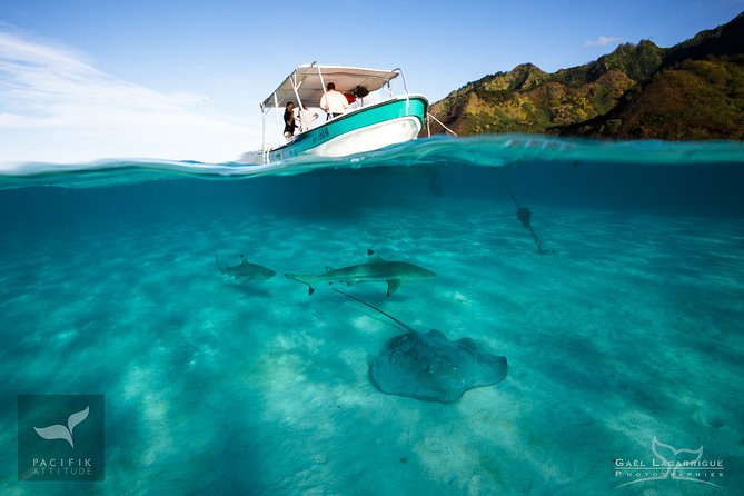 Humpback whale watching and marine life in Moorea - The whale encounter depends on conditions
