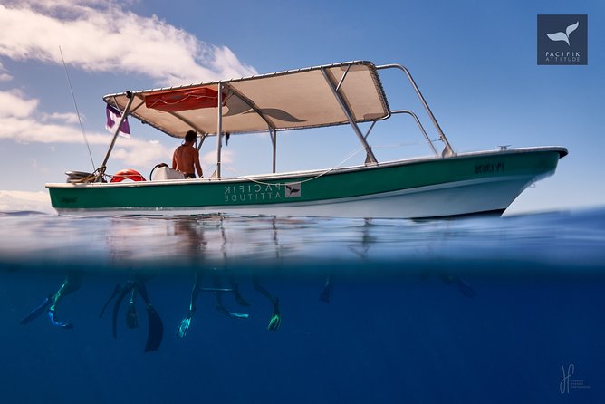 Humpback whale watching and marine life in Moorea - Moorea’s wider marine cast