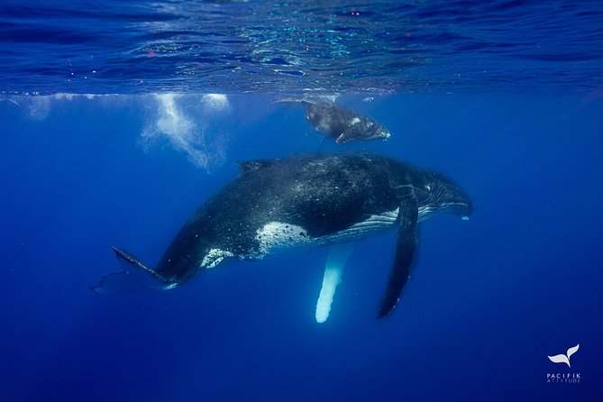 Humpback whale watching and marine life in Moorea - Why the small boat can improve the experience