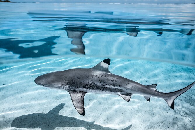 Humpback whale watching and marine life in Moorea - A closer look at the three-hour route