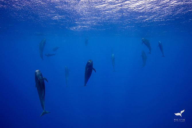 Humpback whale watching and marine life in Moorea - Is $327.95 a fair price?