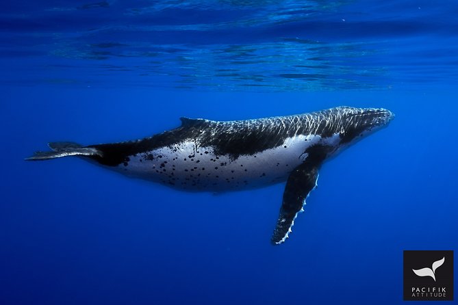 Humpback whale watching and marine life in Moorea - Reading the water with O’Neil, Doris, Mata, and Chewy