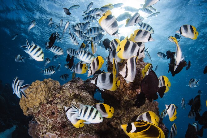 Introductory Dive in Bora Bora (afternoon) - Getting comfortable before you enter Bora Bora’s water