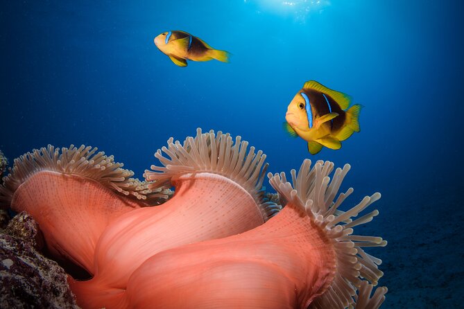 Introductory Dive in Bora Bora (afternoon) - Why the instructors matter more than the scenery