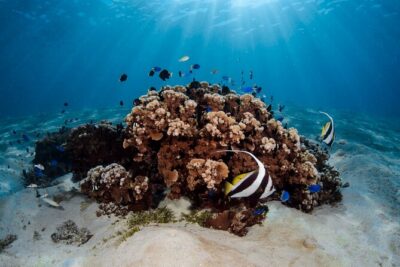 Introductory Dive in Bora Bora (afternoon)