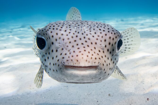 Introductory Dive in Bora Bora (afternoon) - Equipment, boats, and the overall setup