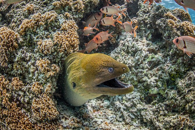 Introductory Scuba Diving Experience in Bora Bora - How the $153.04 price measures up
