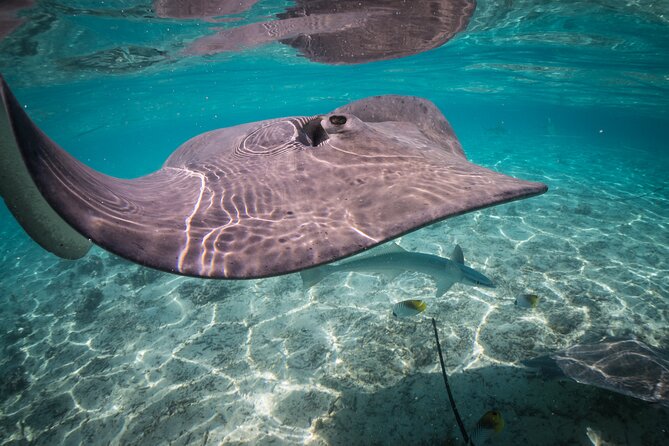 Keishi Tour Half Day Shared Excursion - A morning on Bora Bora’s blue lagoon