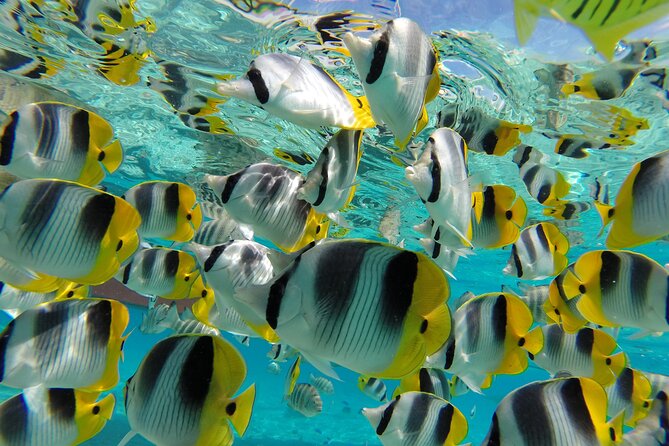 Keishi Tour Half Day Shared Excursion - Snorkeling through a coral garden