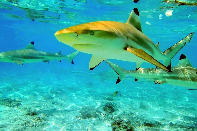 Keishi Tour Half Day Shared Excursion - Sharks and stingrays in the open lagoon