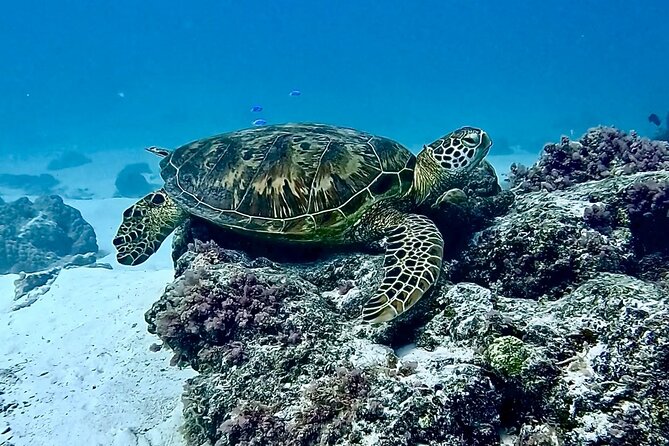 Lagoon and Marine Wildlife Tour in Moorea - Who will enjoy this tour most
