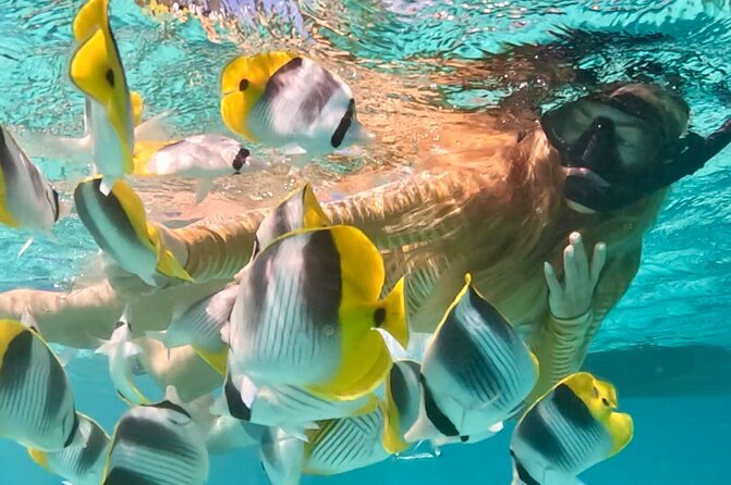 Lagoon and Marine Wildlife Tour in Moorea - Opunohu Bay from the water