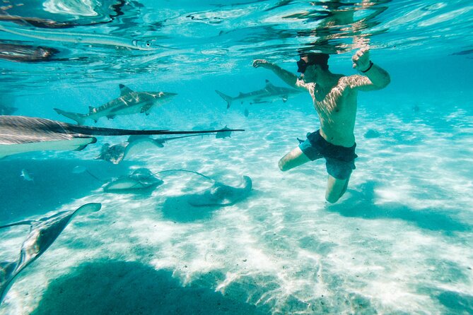 Lagoon and Wildlife Discovery on a Private Boat in Moorea - Sharks and stingrays at the shallow sandbank