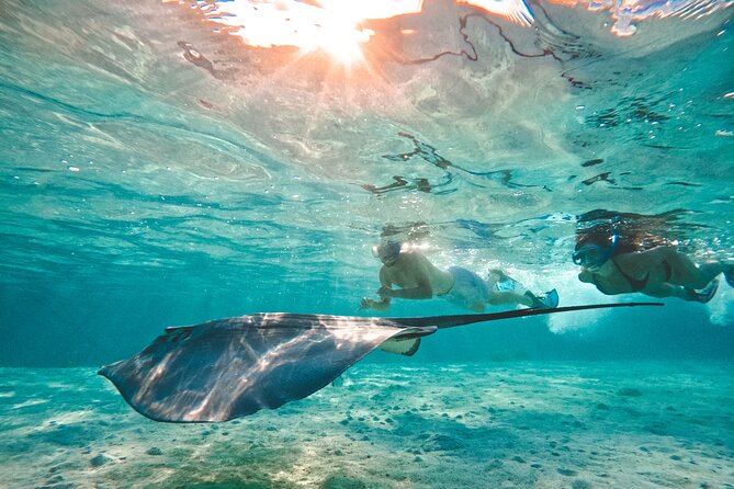 Lagoon and Wildlife Discovery on a Private Boat in Moorea - What the private format is worth at $293.94