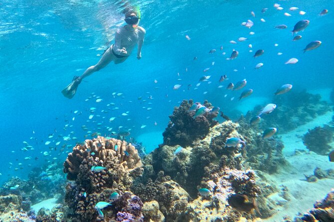 Lagoon and Wildlife Discovery on a Private Boat in Moorea - Turtles and dolphins depend on luck