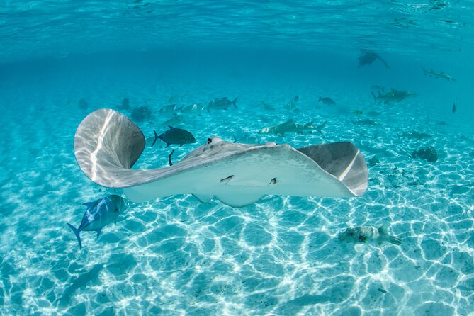 Lagoon Exploration and Snorkeling in Moorea - What the Moorea lagoon outing is really about