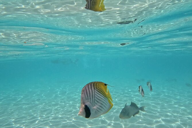 Lagoon Exploration and Snorkeling in Moorea - Looking for sea turtles and dolphins