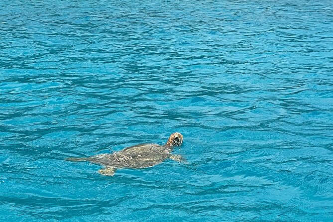 Lagoon Exploration and Snorkeling in Moorea - Is $145.76 a fair price?