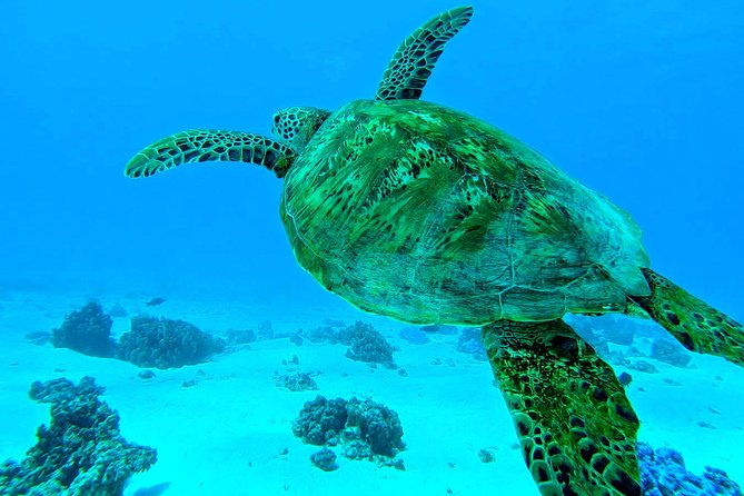Lagoon Tour - Discover the magnificent lagoon of Moorea - The sandbank brings you close to rays and reef sharks