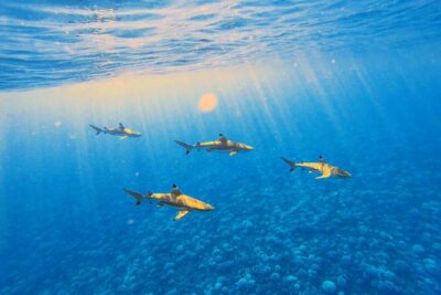 Lagoon Tour – Discover the magnificent lagoon of Moorea
