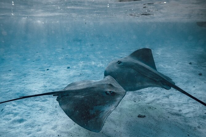 Lagoon Tour - Discover the magnificent lagoon of Moorea - How the timing and group size affect your day