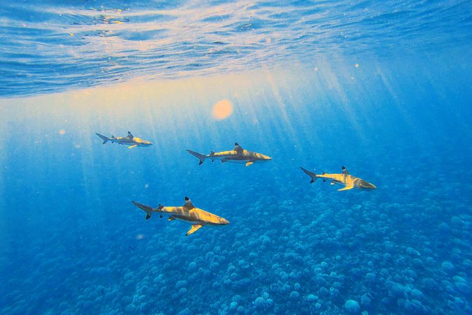 Lagoon Tour - Discover the magnificent lagoon of Moorea - Turtles and eagle rays add a quieter part to the morning
