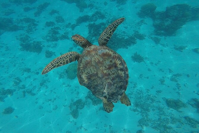 Lagoon Tour in Moorea in Small Group with Lunch - Fruit, punch, and a lunch by the lagoon