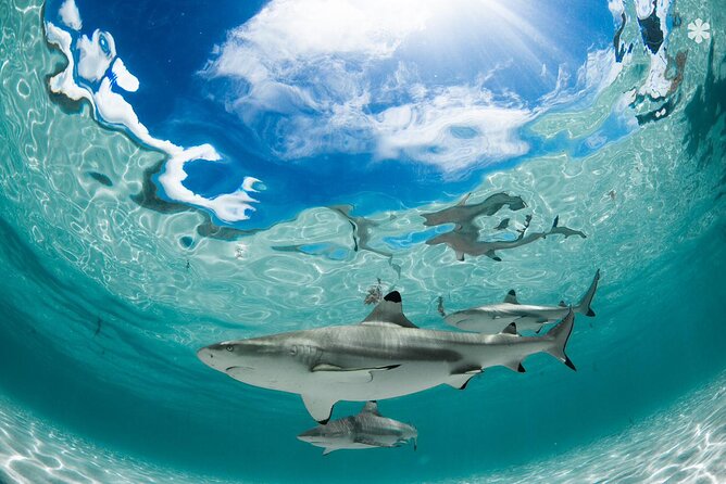 Lagoon Tour in Moorea in Small Group with Lunch - Is $218.64 a fair price?