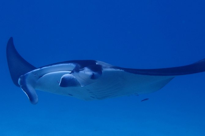 Luxury Full Day Snorkeling - Seven hours on Bora Bora’s lagoon