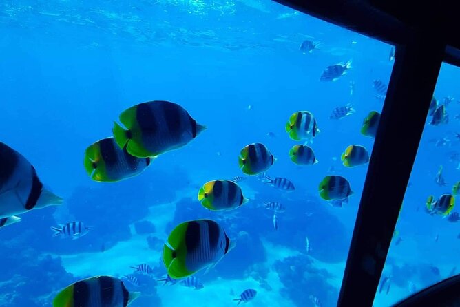 Magical Boat Tour with Underwater Cabin in Bora Bora! - The snorkeling stop and who should use it